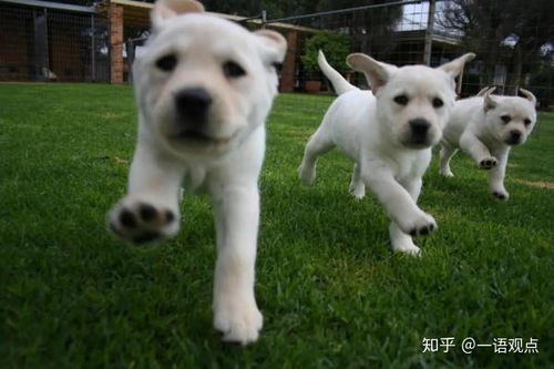 梦见与逝去亲人同行归家遭犬啮手，一场心灵深处的探索与启示