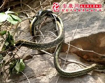 梦见两条青蛇，潜藏的智慧与变革的预兆