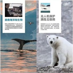 双狮入梦，探索潜意识中的力量与勇气