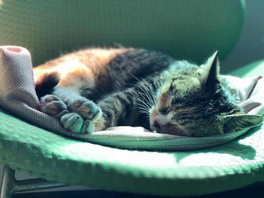 梦境解析，被小猫轻咬与床榻上的嬉戏