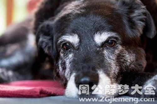 周公解梦，梦到狗追我的深层含义与预兆