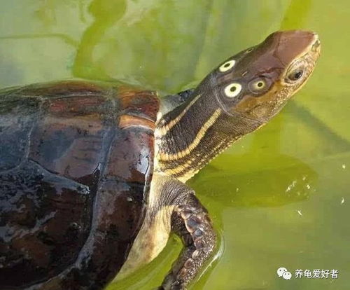 梦见乌龟下水，寓意深远，探索梦境背后的奥秘