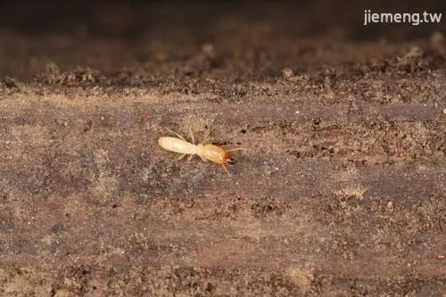 孕妇总是梦到屋里有白蚂蚁，梦境背后的深层含义与解读