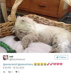 梦到猫和狗，解读梦境中的神秘信号
