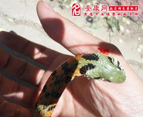 梦见被蛇咬吓，解读梦境中的恐惧与启示