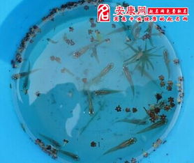梦境的馈赠，解析做梦梦到抓了很多鱼又给了两条别人的深层含义