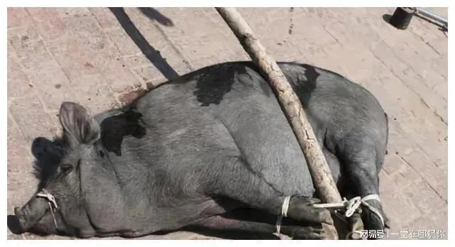 梦见铁锹放入猪嘴被倒死了，探索梦境背后的深层含义