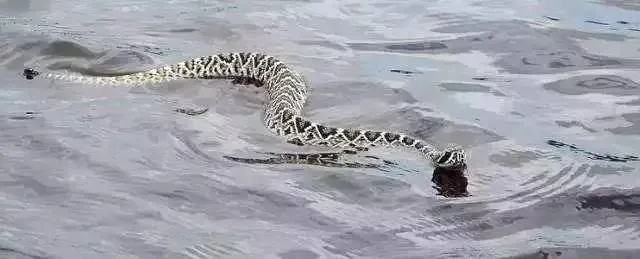 梦境预兆探析，小河边巨蟒吞噬海豹的深层含义