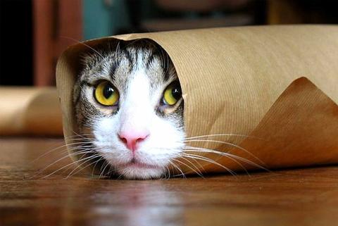 梦境解析，身上长眼的猫——探索潜意识中的神秘象征