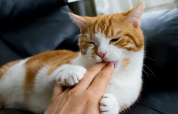 梦境解析，梦见被猫咬但不疼，忍无可忍将其打死，预示着什么？