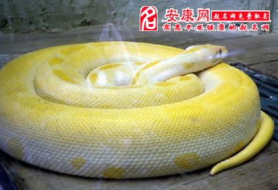 孕妇梦见两条大蟒蛇，梦境背后的深层含义与解读