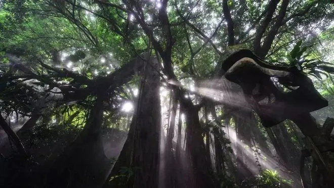 梦境探秘，穿越转转森林的河流与黑蛇的启示