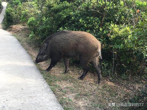 梦见被蛇追着跑，蛇猴子在跟我一起对付蛇，一场梦境的深层解析