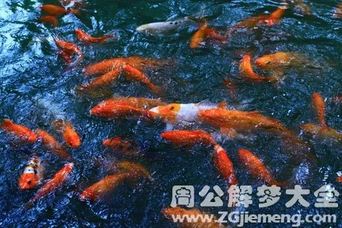 梦见片鱼，探索梦境中的深层含义与心理启示
