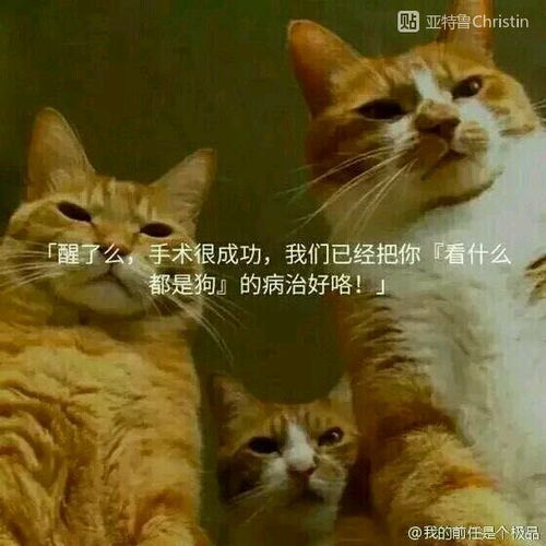 昨晚梦到猫被我杀死，梦境背后的深层解析与心理启示