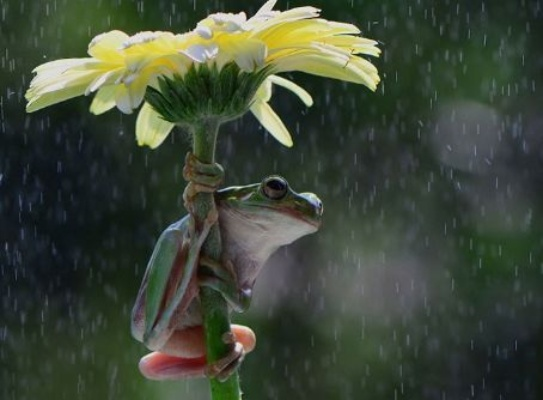梦境中的田园与雨，解读梦见拨青莱和葱一会又下雨了的深层含义