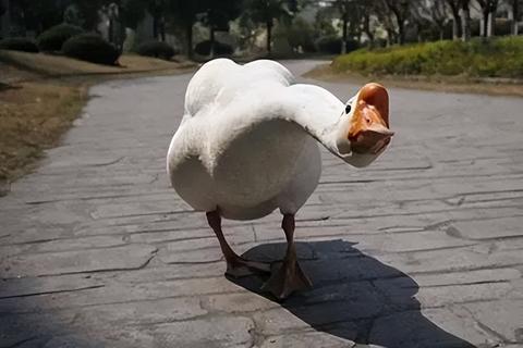 梦境交织，被煮过的蛇与狗的咬合——探索潜意识中的复杂情感