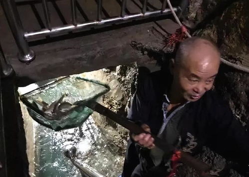 梦见老屋基底下挖出金锣，探寻梦境背后的深层含义