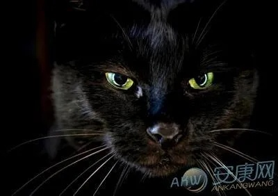 梦境解析，女人梦到家进了只黑猫