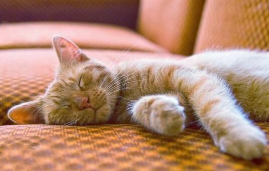 做梦总是梦见猫，探索梦境中的神秘访客