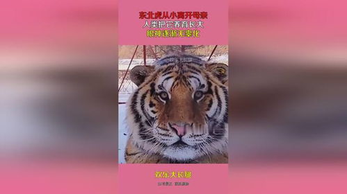 梦境解析，昨晚梦见与虎共舞，挑战与成长的隐喻