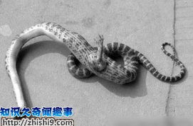 梦见脚被蛇咬出血，寓意与解析