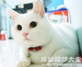 周公解梦之梦见蛇咬猫，梦境背后的深层含义与解析