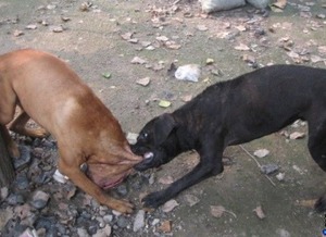 梦境解析，梦见被狗咬到下身，挣扎中制服恶犬