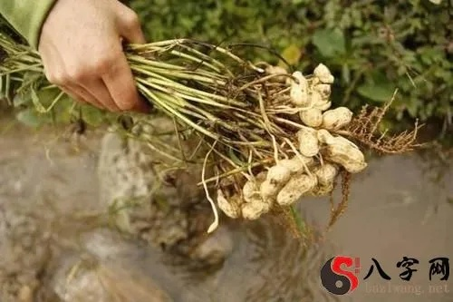 梦境拾趣，解析梦到捡花生的深层含义与预兆