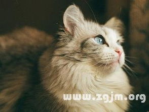 梦见很多小猫大猫，还梦见了大猫生小猫，梦境背后的深层含义与解析
