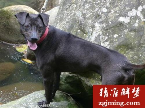 梦境中的追逐，解析梦见被一只黑色的狗追吓醒了的深层含义