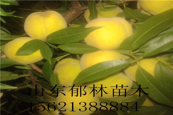 梦见我家的桃树挂满了大红桃，周公解梦与寓意探析