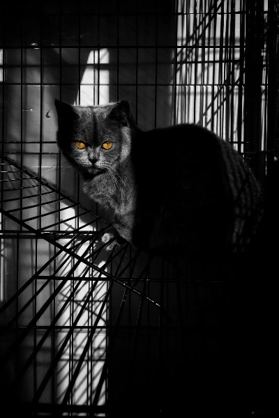 梦境交织，狼、企鹅、猫、鸡与笼中困境的深层解析