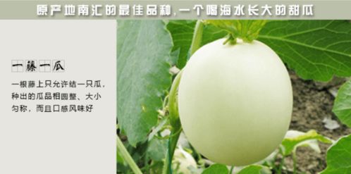 怀孕期梦见一地的香瓜，寓意与解析