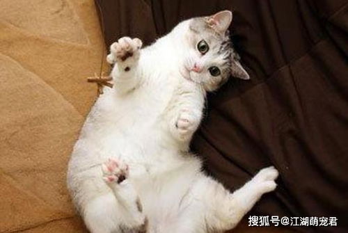 梦到自己家里死了的猫，探索梦境背后的深层含义与心理解析