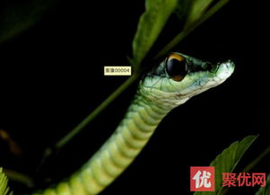 梦境解析，为何梦见两条大绿蛇与一条小蛇的咬击？