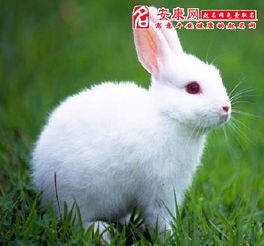 求解梦，梦见死掉的宠物兔——梦境背后的深层含义与心理解析