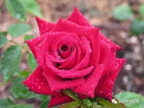 孕妇梦见玫瑰花，寓意与解读