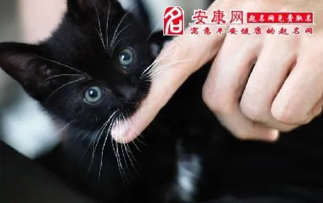 做梦梦见自己头发被猫咬断了，解析梦境背后的深层含义
