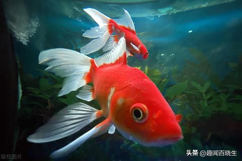梦见鱼会唱歌，探索梦境中的神秘寓意与心灵启示