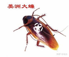 梦境解析，梦见蜘蛛吃蟑螂的深层含义与心理暗示