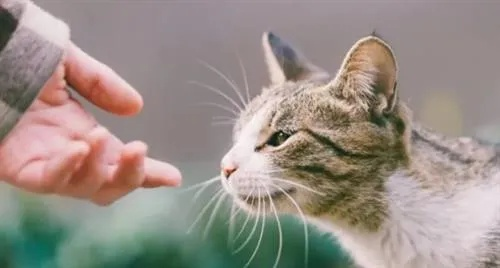 梦到被猫抓了意味着什么，探索梦境背后的深层含义与心理解析