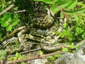 周公解梦，梦见莽蛇缠绕大树根部，最终制服并杀死它的深层含义
