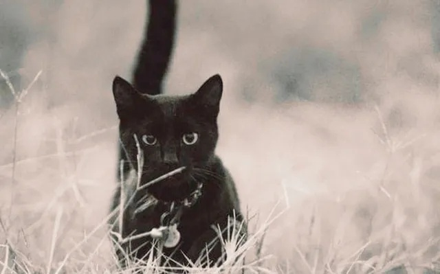 周公解梦，被黑猫救了命的梦境解析