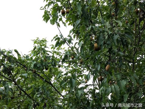 孕妇梦见梨树上结的是核桃，寓意与解析