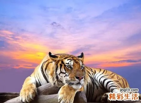 梦见老虎和狮子打架，探索梦境背后的深层含义与心理解析