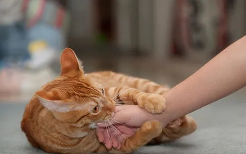 梦见手被猫咬着不放且出血了，探索梦境背后的深层含义