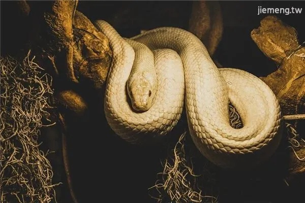 梦到白蛇在路面怕，解析梦境中的神秘象征与深层含义