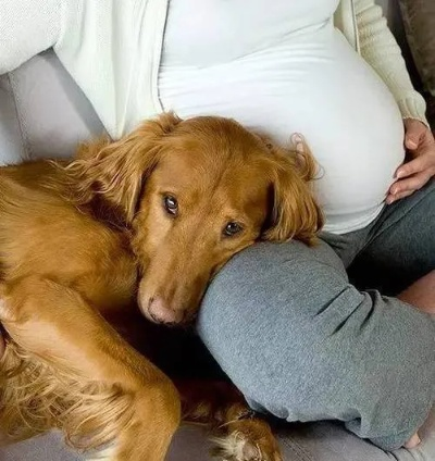 孕妇梦见恶狗，梦境背后的深层含义与解读