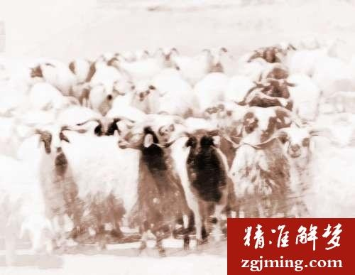 梦境启示，梦见赶羊回家却丢失众多，寓意何在？